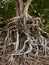 Roots of an iron wood tree north shore kauai hawaii