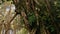 The roots of a large banyan tree in the middle of a pine forest