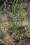 Roots, leaves and developing bulb of onion