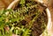 Roots and leaves of indoor houseplant fern in a bucket of soil