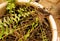 Roots and leaves of indoor houseplant fern in a bucket of soil