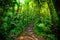 Roots and luxuriant vegetation in Basse Terre jungle in Guadeloupe