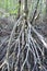 Roots of mangrove tree