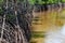 Roots of mangrove trees beside a brackish water canal