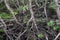 The roots of mangrove trees close-up after low tide