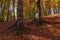 Roots of old perennial trees in the autumn forest