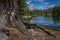 Roots of old pine, Reflection Lake, Lassen Peak, Lassen National Park`