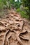 Roots of old tree in country and ground. Closeup of tree roots in dry land, earthen track. Trail of dried tree roots.