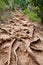 Roots of old tree in country and ground. Closeup of tree roots in dry land, earthen track. Trail of dried tree roots.