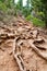 Roots of old tree in country and ground. Closeup of tree roots in dry land, earthen track. Trail of dried tree roots.