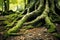 Roots of an old tree penetrating the earth in a forest, background wallpaper