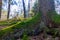 The roots of an old tree. Photo of Swedish forest. Background