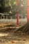 roots of an old tree standing on a plyground for children of an elementary school in bright sunny light