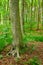 Roots of an old tree trunk in a forest. Remote wood land in spring with lots of green grass and plants growing on the