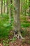 Roots of an old tree trunk in a forest. Remote woodland in spring with green grass, plants, and vines growing in between