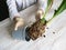 The roots of the orchid are pulled out of the flower pot. Diseases of orchid roots, breeding Cambria orchids. Care of roots of