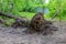 The roots of a perennial green tree after a hurricane