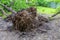 The roots of a perennial green tree after a hurricane