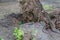 The roots of a perennial green tree after a hurricane