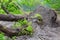 The roots of a perennial green tree after a hurricane