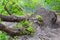 The roots of a perennial green tree after a hurricane