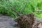 The roots of a perennial green tree after a hurricane