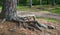 Roots of a scots pine tree from close