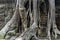 Roots of a silk cotton tree at Ta Prohm