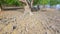 The Roots Of The Sonneratia Alba Tree That Grows On The Beach