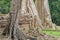 Roots of a spung destroying the walls of the Ta Prohm temple