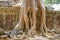 Roots of a spung destroying the walls of the Ta Prohm temple