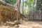 Roots of a spung running along the gallery of the Ta Prohm temple