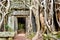 Roots of a spung running along the jungle temples of Ta Prohm. Siem Reap. Cambodia