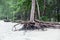 Roots of tree standing dead because erode by seawater