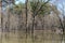 the roots of trees in the forest are flooded during the thaw season