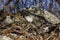 The roots of trees growing on the rocks next to the hiking trail against the blue sky. Fallen leaves in the autumn forest on the