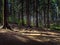 Roots of trees in a mountain spruce forest