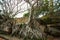 The roots of the trees are on the rocks, cloudy weather.Vietnam.