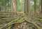 Roots and trees in untouched coniferous forest