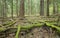 Roots and trees in untouched coniferous forest