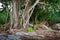 Roots of tropical mangroves on beach, Trunk and air roots background