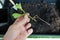 roots of young lemon tree obtained by cuttings. propagate lemon tree with roots with water