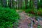 Rooty Hiking Trail In A Pine Forest