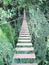 Rope bridge on high forest tree