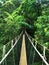 Rope bridge in the jungle