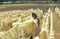 Rope Factory, Sisal Plant, agave sisalana, Fort Dauphin in Madagascar