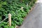 A rope fence in the city park protects flower beds from the entrance of people dogs or bicycle entry into flower beds separates