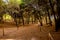 A rope fenced walking path with leaning trees through a small natural reserve in Alcudia