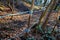 The rope net is attached to the tree through soft items protecting the bark. children can play sailors and test stability like spi