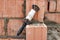 Rope plumb for even brickwork. Compliance with the correct laying of walls and corners of ceramic bricks. Bricklayer\'s tool